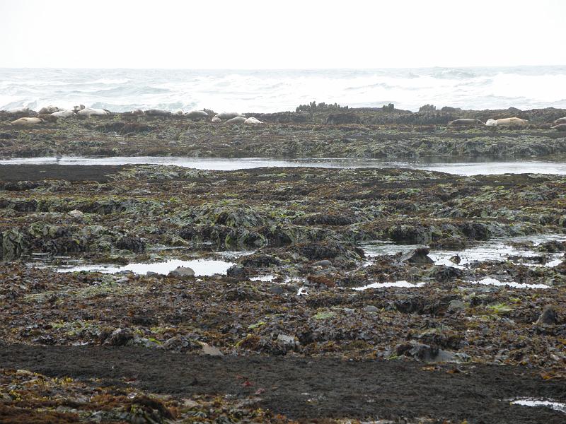 P6182021 Fitzgerald Reserve.JPG